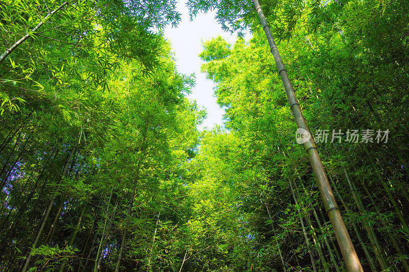 竹林在木仓柴，Yen Bai，越南。美丽的绿色自然背景。自然和背景概念。